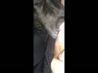 Any advice on how to anal fuck a fixed female dog